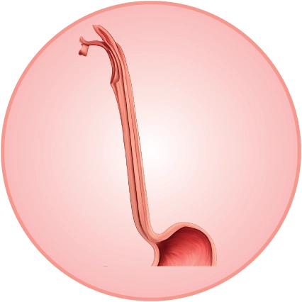 Esophagus